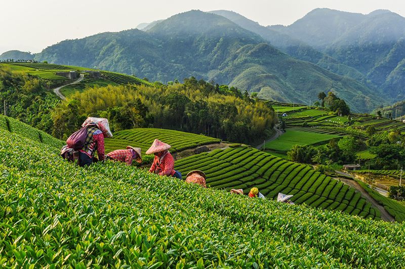 茶園採茶